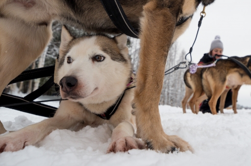 2019-04-07 / Ludovic
Ludovic [vos series - Laponie 2019 - Partie 2]
