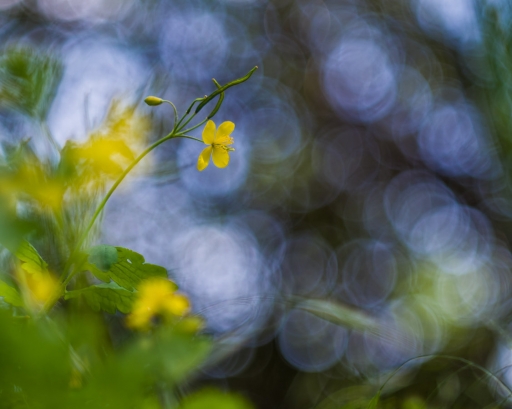 2019-04-13 / Olilignan
Olilignan [vos series - Chelidoine au Primotar 135mm f3,5]
