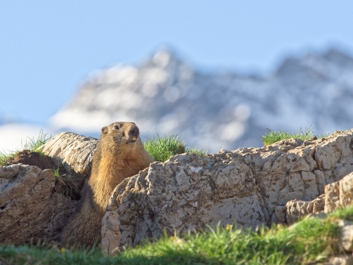 2019-06-26 / Dan2
Dan2 [Sortie Montagne du 22 au 24 juin]
