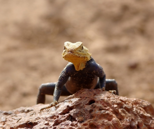 2019-06-30 / Pilote14
Pilote14 [Faune sauvage]
