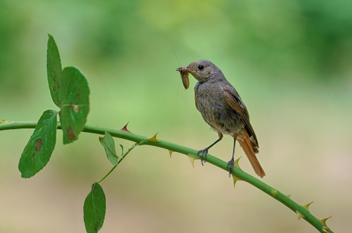 2019-08-26 / Mitoufle
Mitoufle [Faune sauvage]
