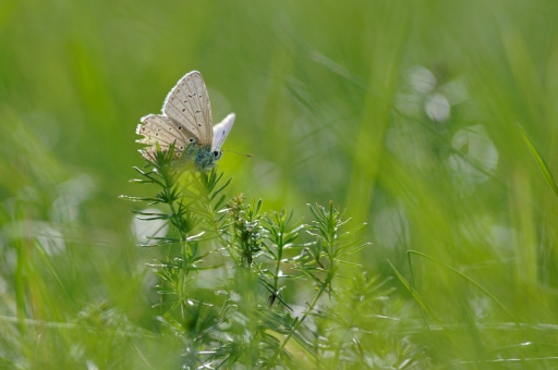 2019-09-15 / Charlysouho
Charlysouho [Macro et proxi]
