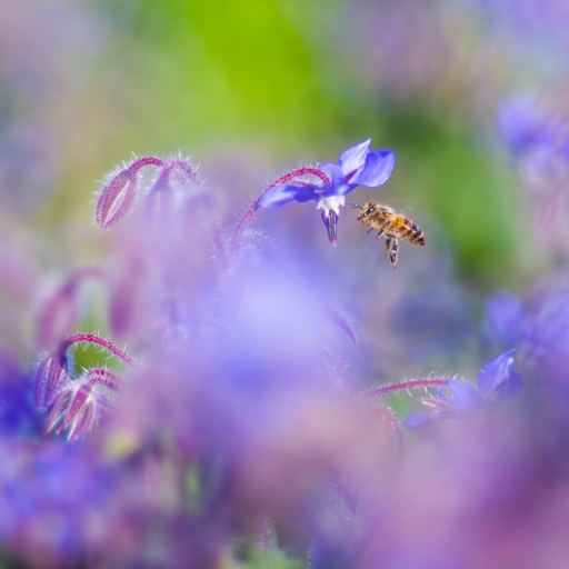 2020-03-14 / Olilignan
Olilignan [Macro et proxi]
