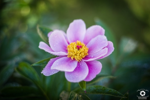 2020-05-24 / Nicolas03
Nicolas03 [Flore et Botanique]
