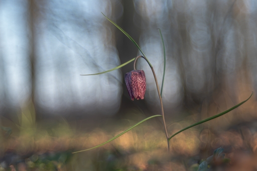 2021-03-07 / Opus21
Opus21 [Flore et botanique]
