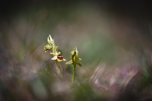 2021-04-18 / Opus21
Opus21 [Flore et Botanique]
