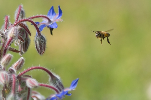 2021-04-24 / LeBernard
LeBernard [Macro et proxi]
