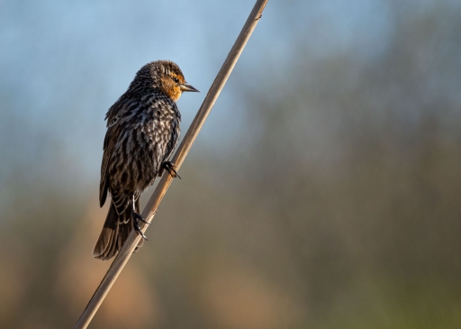 2021-05-16 / Charrac
Charrac [Faune sauvage]
