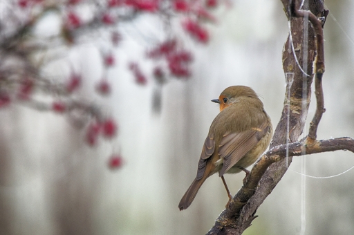 2021-11-13 / CharlySouho
CharlySouho [Faune sauvage]
