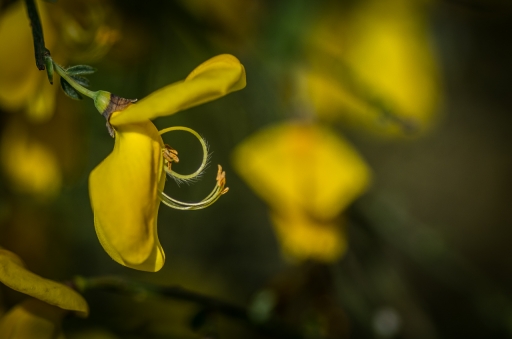 2022-02-06 / LeBernard
LeBernard [Flore et botanique]
