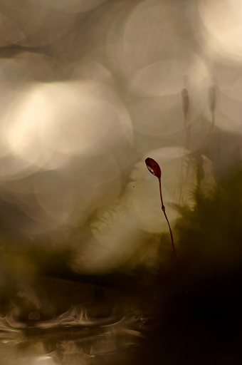 2022-02-25 / Charlysouho
Charlysouho [Flore et botanique]
