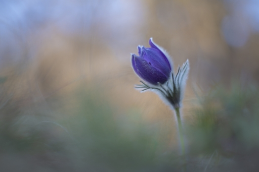 2022-03-13 / Opus21
Opus21 [Macro et proxi]
