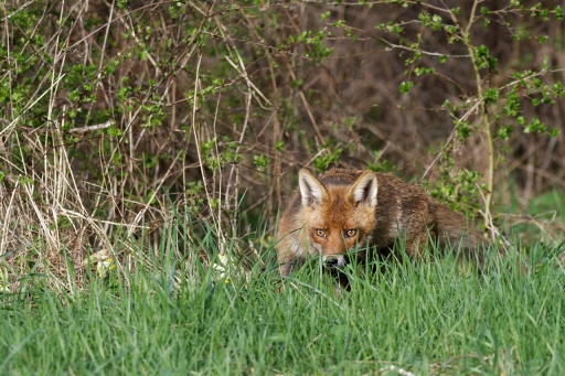 2022-04-24 / Charlysouho
Charlysouho [Faune sauvage]
