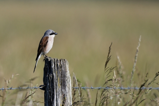 2022-06-19 / Charlysouho
Charlysouho [Faune sauvage]
