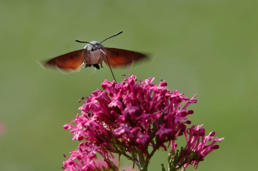 2022-07-09 / Charlysouho
Chralysouho [macro et proxi]
