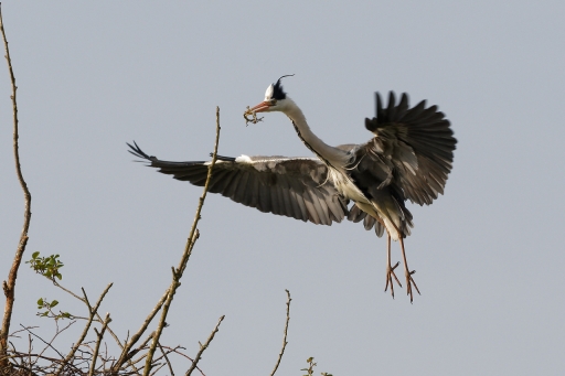 2022-07-16 / Charlysouho
Charlysouho [Faune sauvage]
