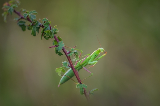 2022-07-24 / Opus21
Opus21 [Macro et proxi]
