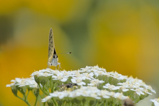 2022-09-17 / Lebernard
Lebernard [Macro et Proxi]
