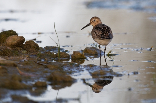 2022-10-09 / Charlysouho
Charlysouho [Faune sauvage]
