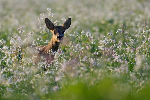 2022-10-23 / Charlysouho
Charlysouho [Faune sauvage]

