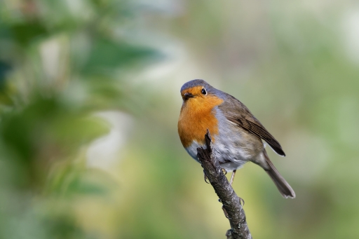 2022-11-06 / Charlysouho
Charlysouho [Faune sauvage]
