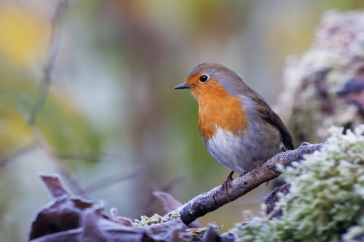 2022-12-25 / Charlysouho
Charlysouho [Faune sauvage]
