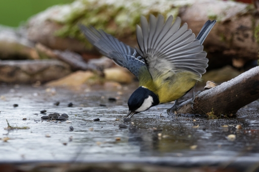 2023-01-07 / Charlysouho
Charlysouho [Faune sauvage]
