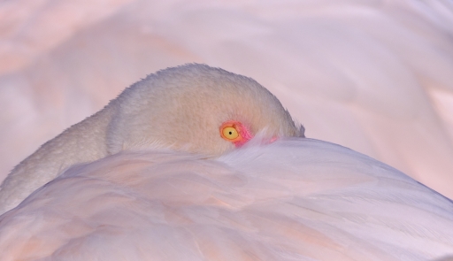 2023-02-11 / Olilignan
Olilignan [Faune sauvage]
