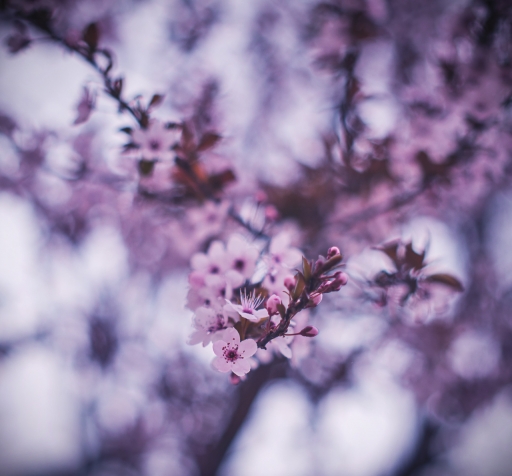 2023-03-19 / Olilignan
Olilignan [Flore et botanique]
