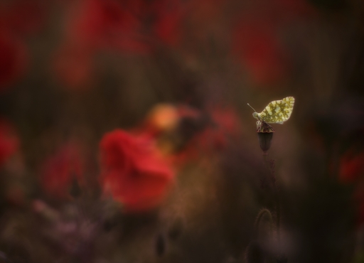 2023-05-05 / Olilignan
Olilignan [Macro et proxi]
