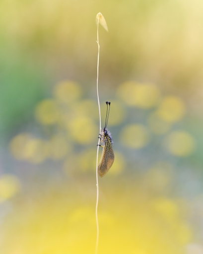 2023-06-04 / Olilignan
Olilignan [Macro et proxi]
