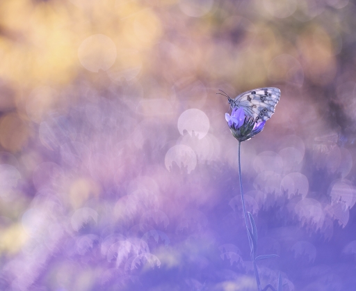 2023-06-11 / Olilignan
Olilignan [Macro et proxi]
