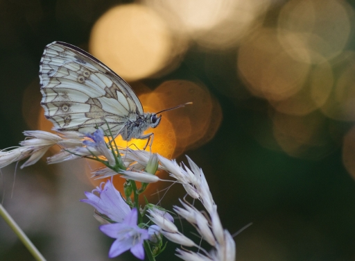 2023-06-18 / papy57
papy57 [Macro et proxi]
