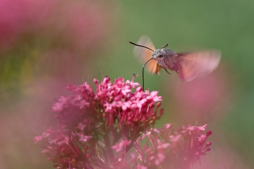 2023-06-28 / CharlySouho
CharlySouho [Macro et proxi]

