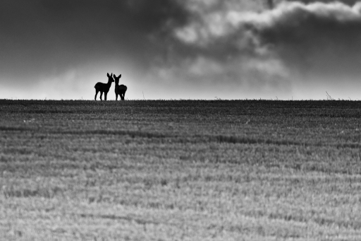 2023-12-30 / Charlysouho
Charlysouho [Faune sauvage]
