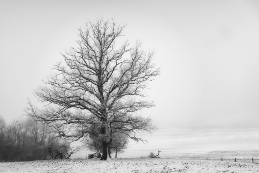 2024-01-28 / Charlysouho
Charlysouho [Paysages et éléments naturels]
