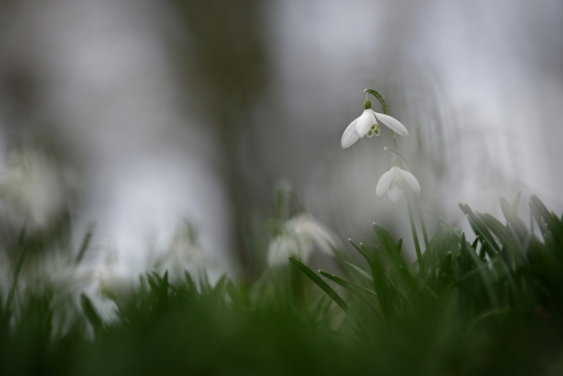 2024-02-25 / Charlysouho
Charlysouho [Flore et botanique]
