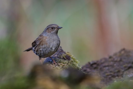 2024-03-17 / Charlysouho
Charlysouho [Faune sauvage]
