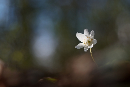 2024-04-06 / Charlysouho
Charlysouho [Flore et botanique]
