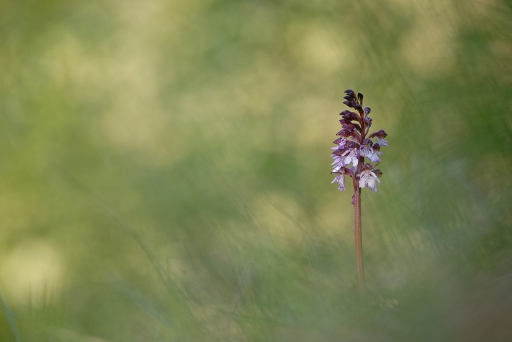 2024-04-27 / Charlysouho
Charlysouho [Flore et botanique]
