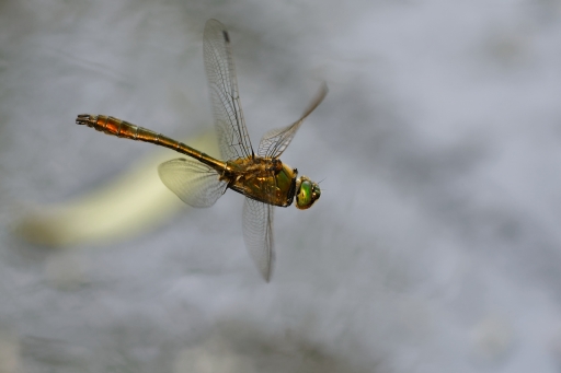 2024-05-19 / Charlysouho
Charlysouho [Macro et proxi]
