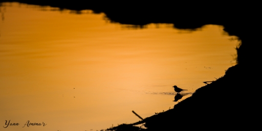 2017-04-09 / Yann Ammar
Yann Ammar [Faune sauvage]
