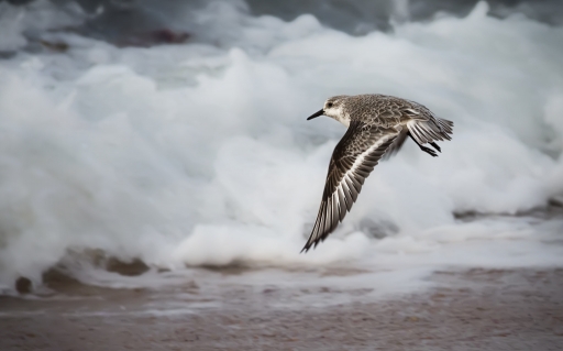 2017-12-17 / Kobaia
Kobaia [Faune sauvage]
