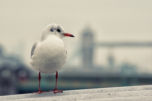 2017-01-11 / TOFTOF
TOFTOF [Faune Sauvage]
