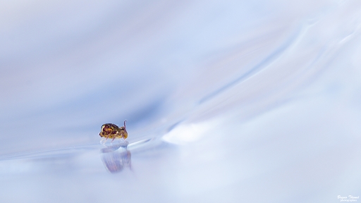 2019-02-11 / Daenelyn
Daenelyn [Macro et proxi]
