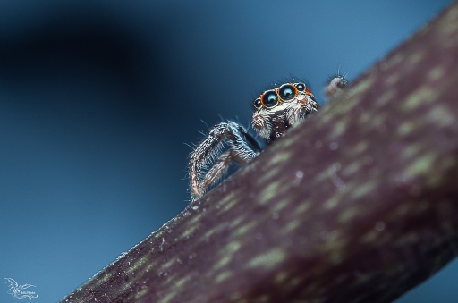 201-03-17 / Phoenix1366
Phoenix [Macro et proxi]
