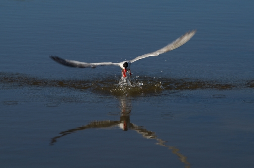 2017-07-20 / Greg18500
Greg18500 [Faune sauvage]
