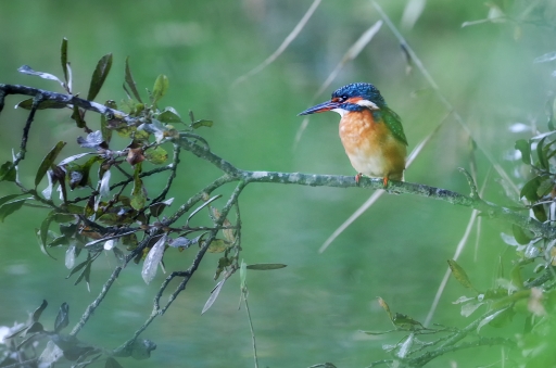 2017-10-15 / Kobaia
Kobaia [Faune sauvage]
