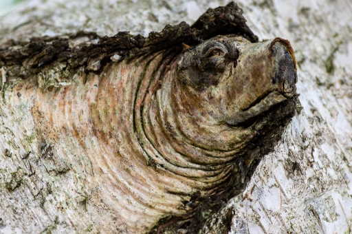 2019-08-15 / Pech les oies
Pech les oies [Faune sauvage]
