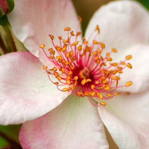 2018-04-07 / Berzip
Berzip [Macro et proxi photographie]
